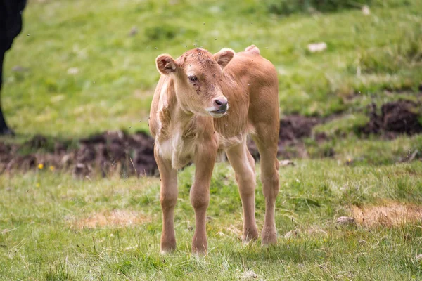 ブルガリアのピリン国立公園の山の牧草地で草を食べる牛 — ストック写真