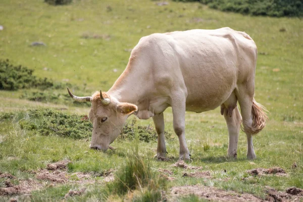 Cows Eating Grass Mountain Pasturage Pirin National Park Bulgaria — Stock Photo, Image