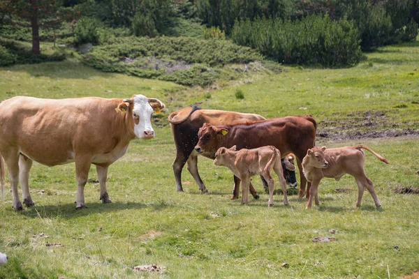 ブルガリアのピリン国立公園の山の牧草地で草を食べる牛 — ストック写真