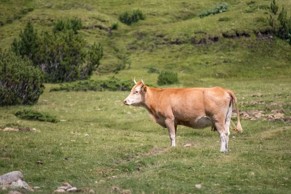 ブルガリアのピリン国立公園の山の牧草地で草を食べる牛 — ストック写真