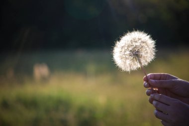 Bulanık yeşil arka planda karahindiba tutan eller