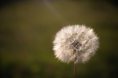 Bulanık yeşil arka planda karahindiba tutan eller