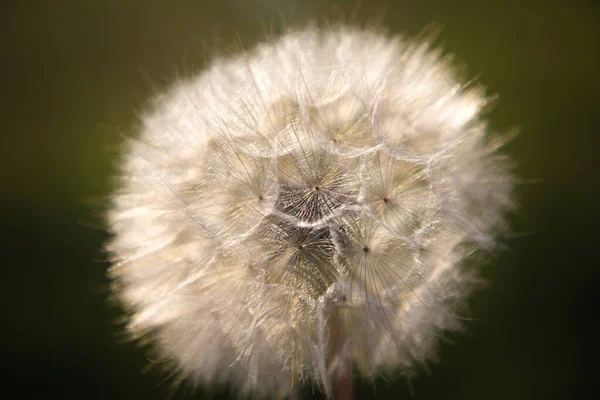 Hands holding dandelion on blurry green background — Stock Photo, Image