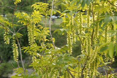 Bilbao 'nun banliyölerine park et.