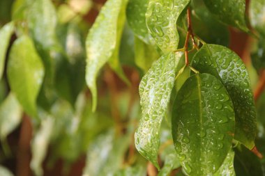 Bilbao 'nun banliyölerine park et.