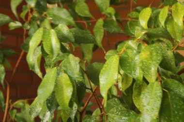 Bilbao 'nun banliyölerine park et.