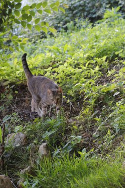 Genç bir kedinin görüntüsü 