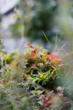 Kırsalda ilkbahar bitkileri