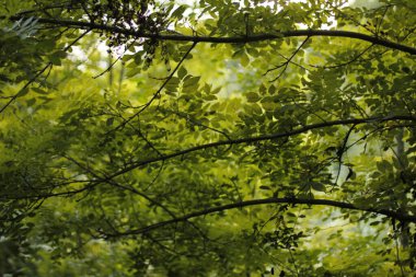 Kırsalda ilkbahar bitkileri