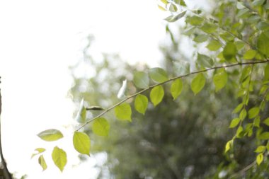 Kırsalda ilkbahar bitkileri