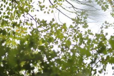 Kırsalda ilkbahar bitkileri