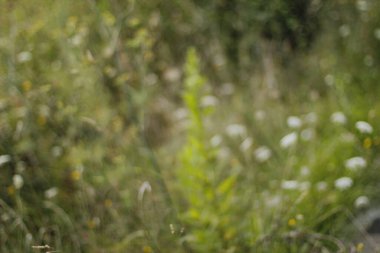 Kırsalda ilkbahar bitkileri