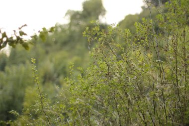 Kırsalda ilkbahar bitkileri