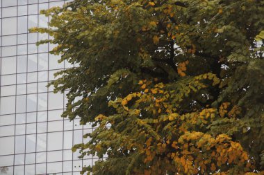 Şehir parkında sonbahar günü