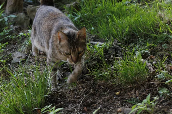 Blick Auf Eine Junge Katze — Stockfoto