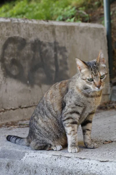 Veduta Giovane Gatto — Foto Stock