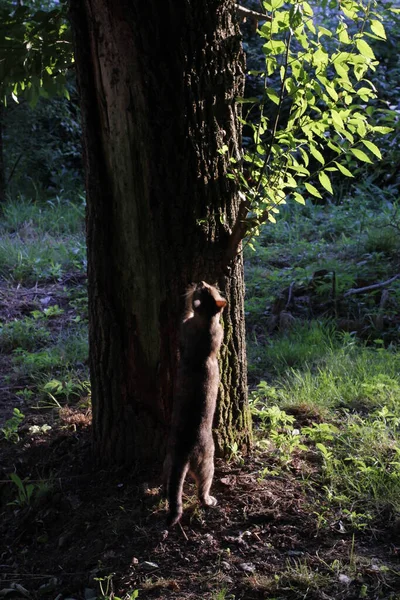 Blick Auf Eine Junge Katze — Stockfoto