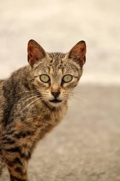 Blick Auf Eine Junge Katze — Stockfoto