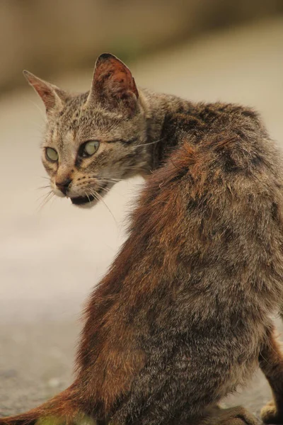 Blick Auf Eine Junge Katze — Stockfoto