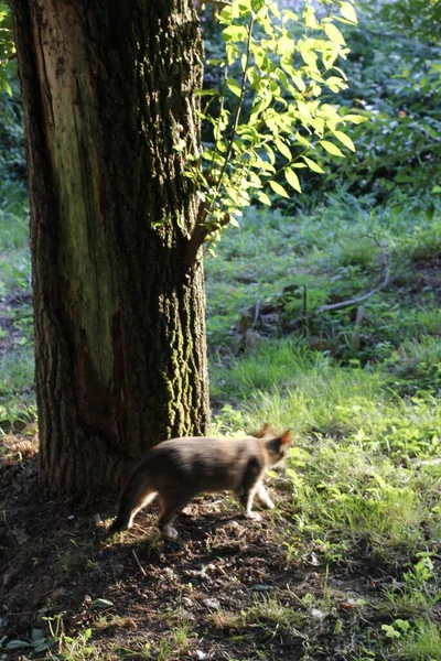 Veduta Giovane Gatto — Foto Stock