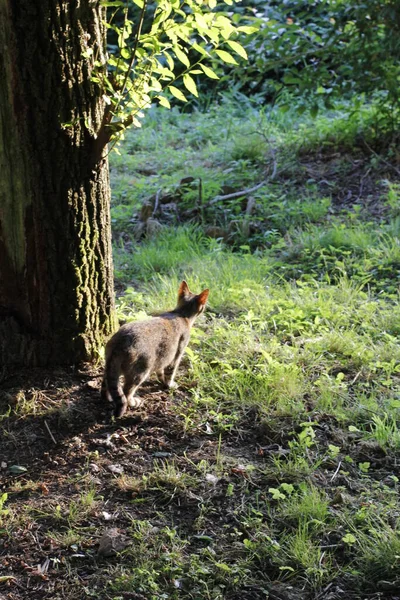 Vue Jeune Chat — Photo