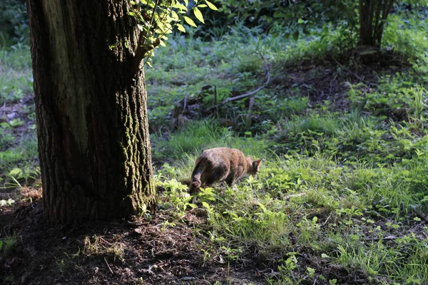 Veduta Giovane Gatto — Foto Stock