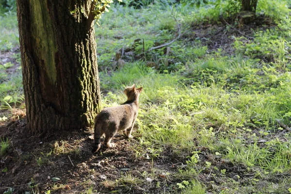 Blick Auf Eine Junge Katze — Stockfoto