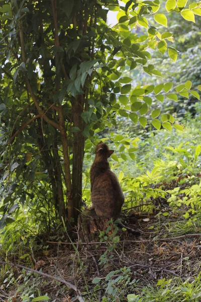 Zicht Een Jonge Kat — Stockfoto