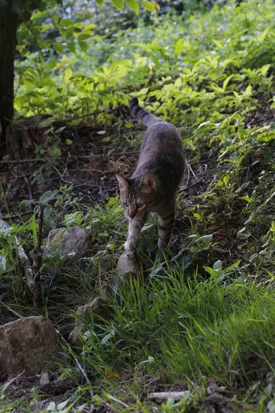 Blick Auf Eine Junge Katze — Stockfoto