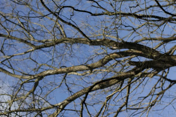 Frühlingsvegetation Auf Dem Land — Stockfoto