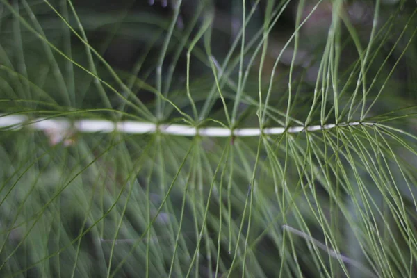 Frühlingsvegetation Auf Dem Land — Stockfoto