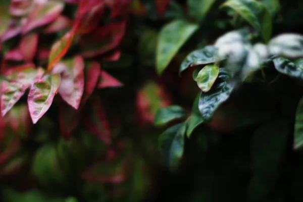 农村春天的植被 — 图库照片