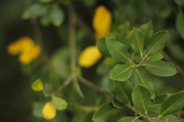 Vegetazione Primaverile Campagna — Foto Stock