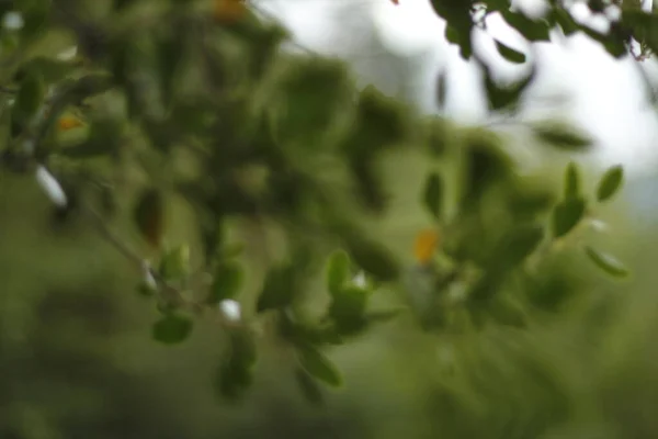 农村春天的植被 — 图库照片