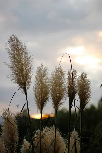 Spring Vegetation Countryside — Stock Photo, Image