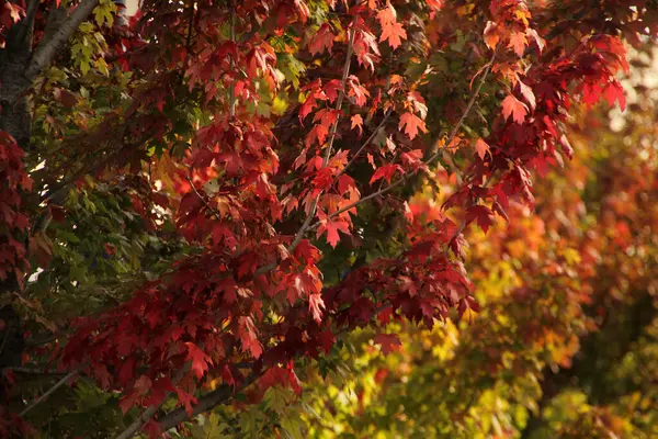 Herbsttag Stadtpark — Stockfoto