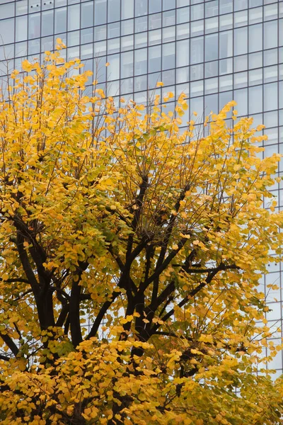 Herbsttag Stadtpark — Stockfoto