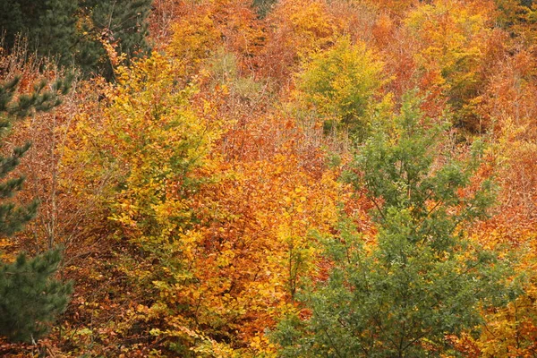 Herfstdag Een Stadspark — Stockfoto