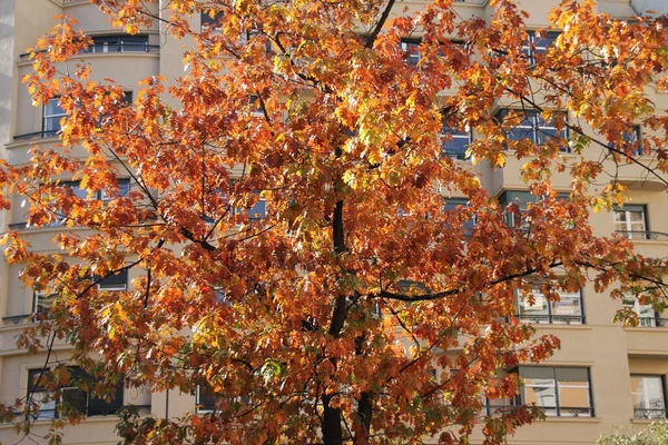 Jesienny Dzień Miejskim Parku — Zdjęcie stockowe