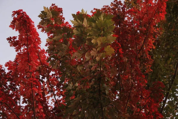 Día Otoño Parque Urbano — Foto de Stock