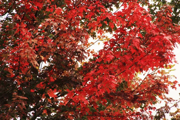 市区公园的秋日 — 图库照片
