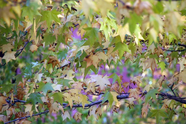 Autumn Day Urban Park — Stock Photo, Image