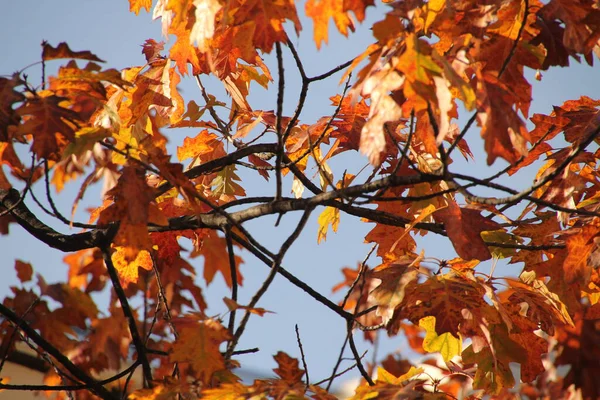 Herbsttag Stadtpark — Stockfoto