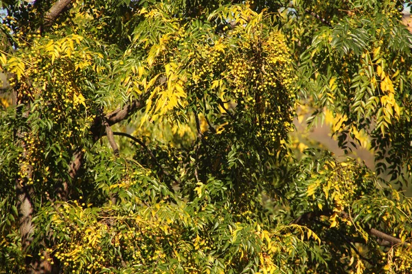 Día Otoño Parque Urbano — Foto de Stock