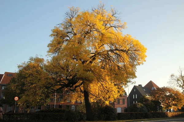 Uitzicht Een Park Herfstkleuren — Stockfoto