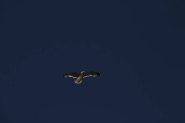 Vahşi bir kuşa yaklaş 