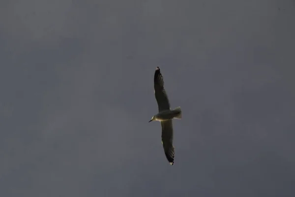 Uccello Selvatico All Aperto — Foto Stock