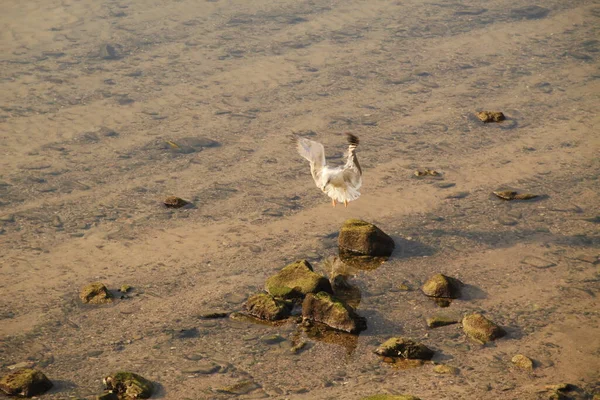 Primer Plano Pájaro Salvaje — Foto de Stock