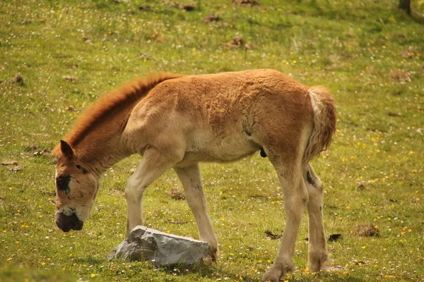 Cheval Campagne — Photo