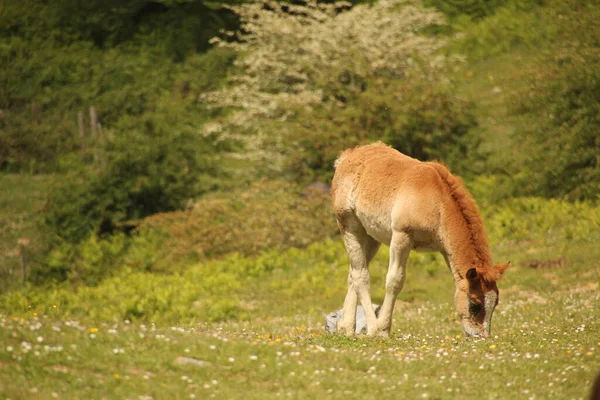 Caballo Campo —  Fotos de Stock